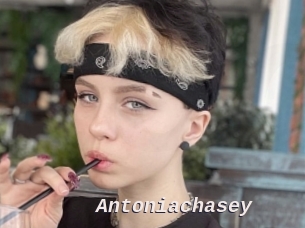 Antoniachasey