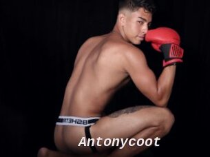 Antonycoot