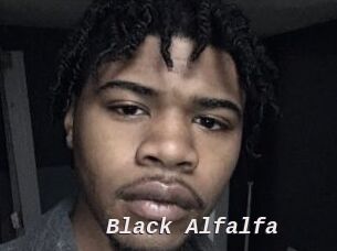 Black_Alfalfa