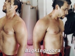Bigkingkobra
