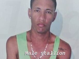 Male_stallion