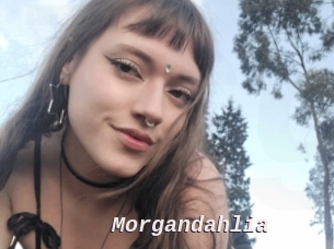 Morgandahlia