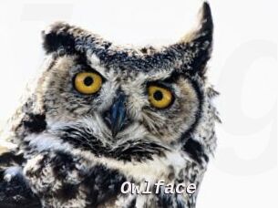 Owlface