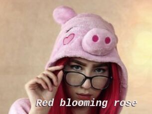 Red_blooming_rose