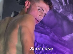 Scotrose