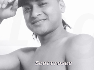 Scottrosee