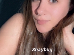 Shaybug
