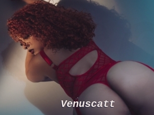 Venuscatt