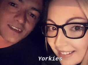 Yorkies